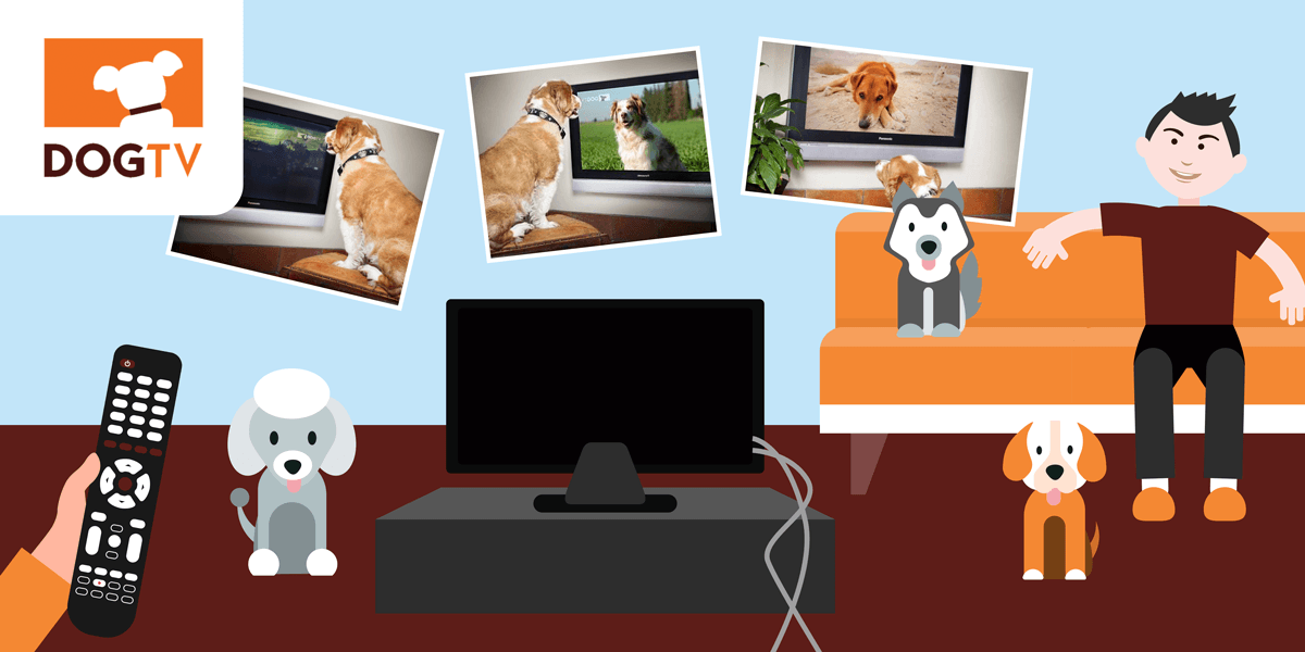 Comment regarder Dog TV sur box internet ?