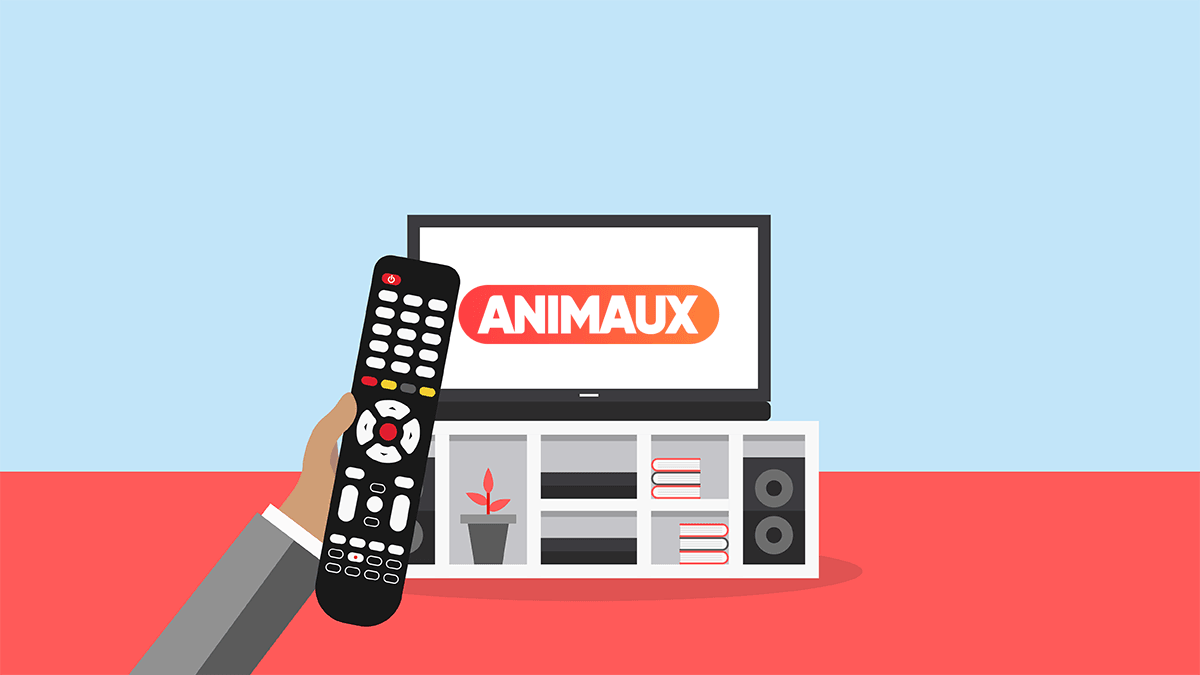 Chaîne TV Animaux canal (numéro) pour y accéder sur sa box